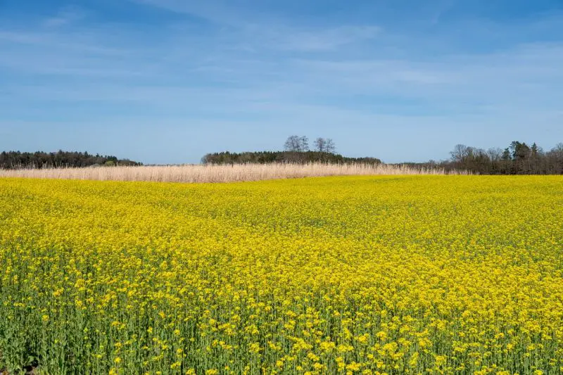 Vremenska prognoza za Srbiju: toplotna kupola, žuti meteoalarm i temperature do 40 stepeni