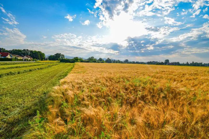 Vremenska prognoza za Srbiju: sunce, 37°C za vikend, hladni front, kiša, grmljavina i rizik od požara