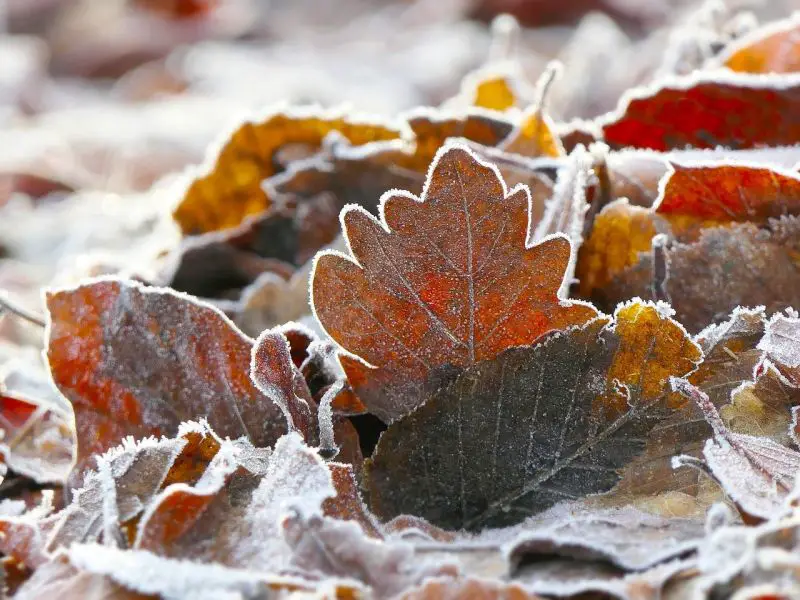 Promenljivo vreme sredinom februara donosi kišu, vetar i novo zahlađenje