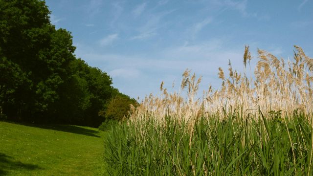 Vremenska prognoza za Srbiju: 26. maj 2026
