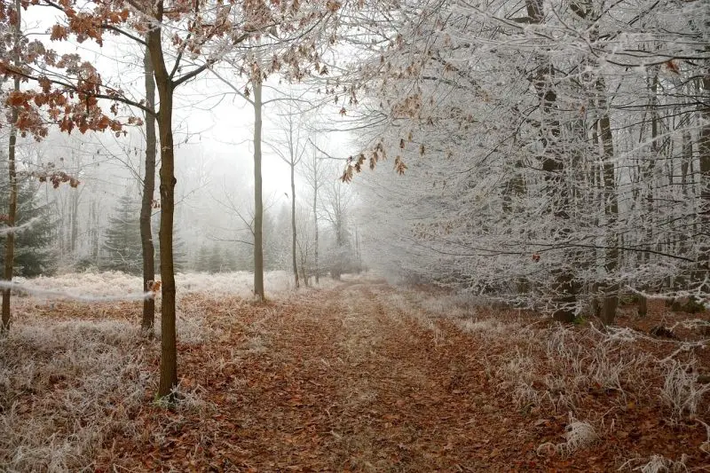 Promenljivo vreme nad Srbijom donosi otopljenje, jaku košavu i lokalne padavine od snega do kiše
